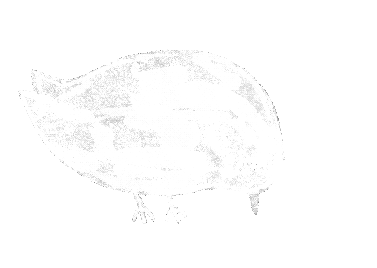 Loading GIF of a bird.